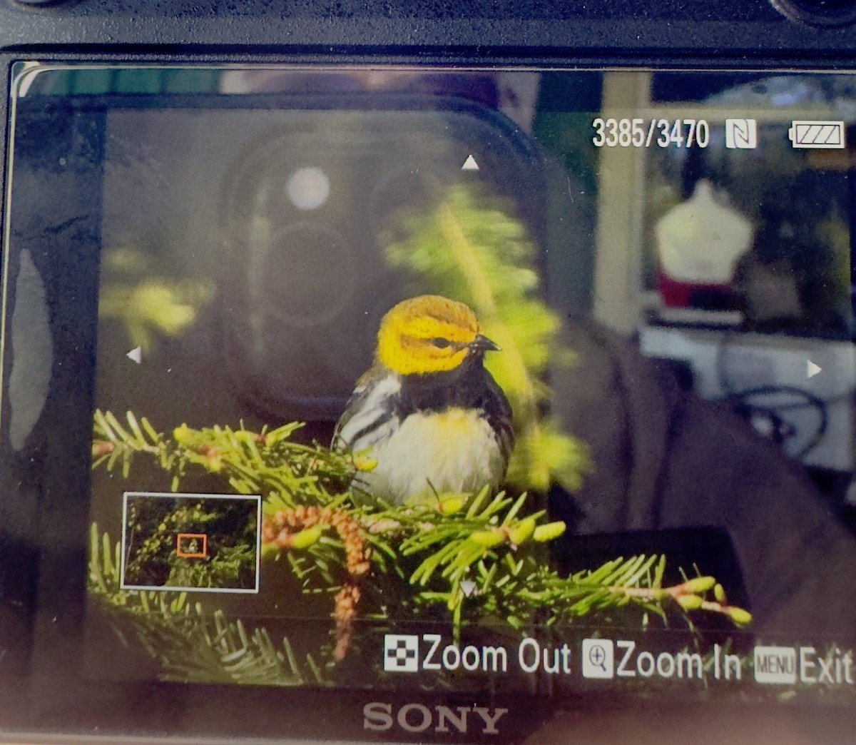 Black-throated Green Warbler - David Johnson