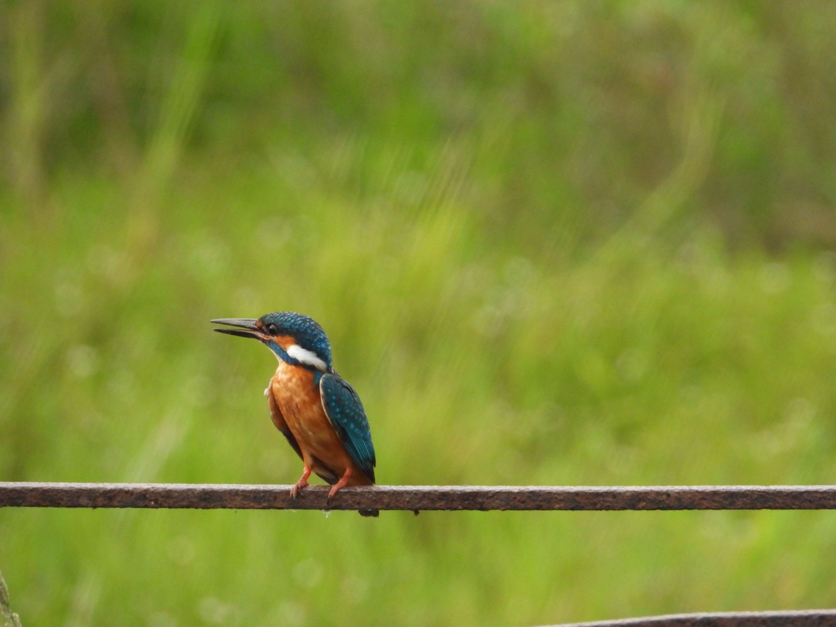 Common Kingfisher - VANDANA MOON