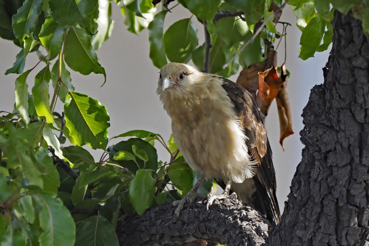 Yellow-headed Caracara - Dan Pierce