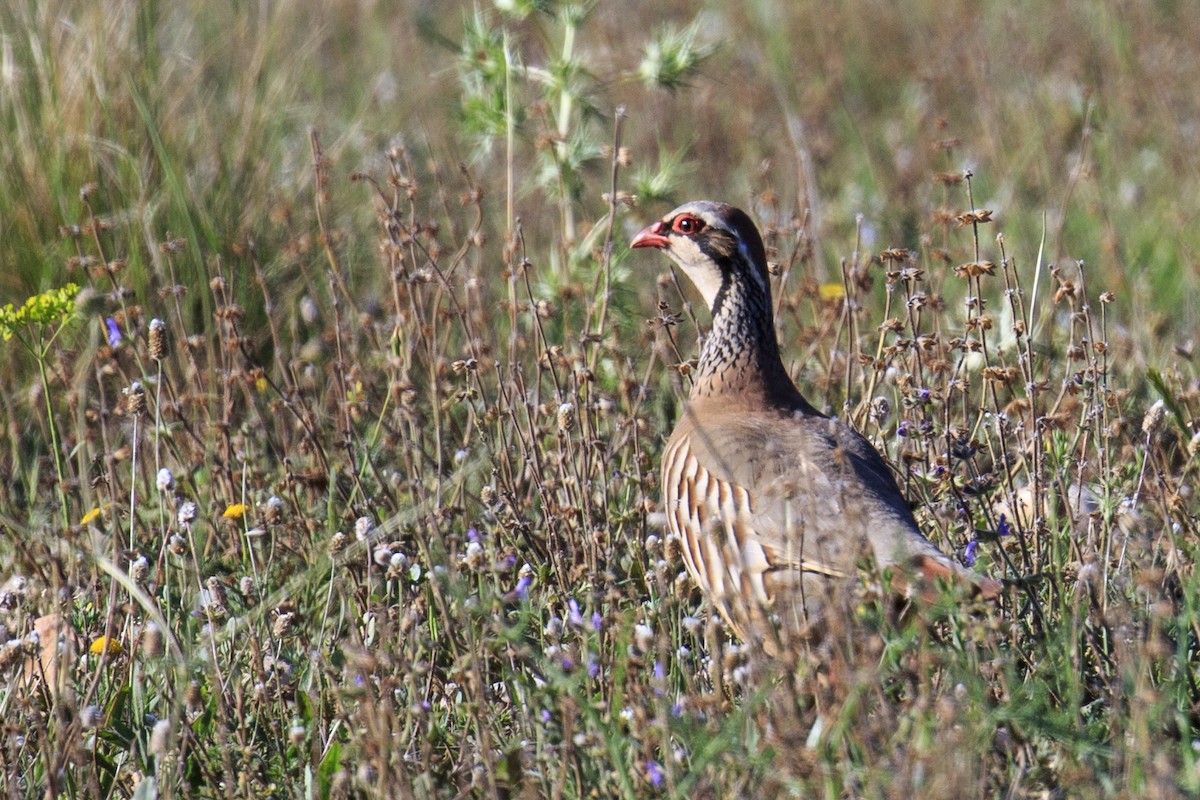 Red-legged Partridge - ML619489188