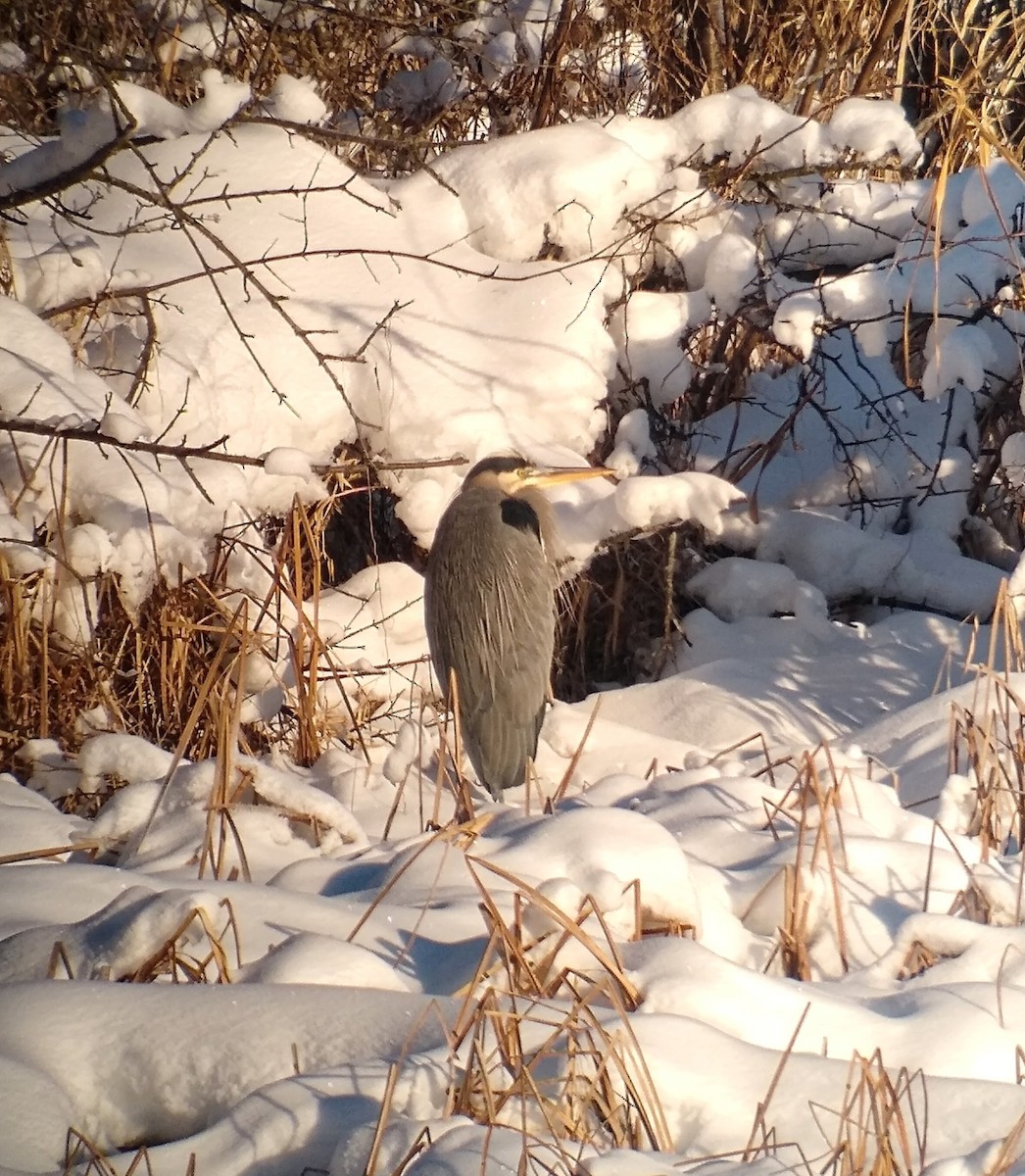 Great Blue Heron - Lisa Maier