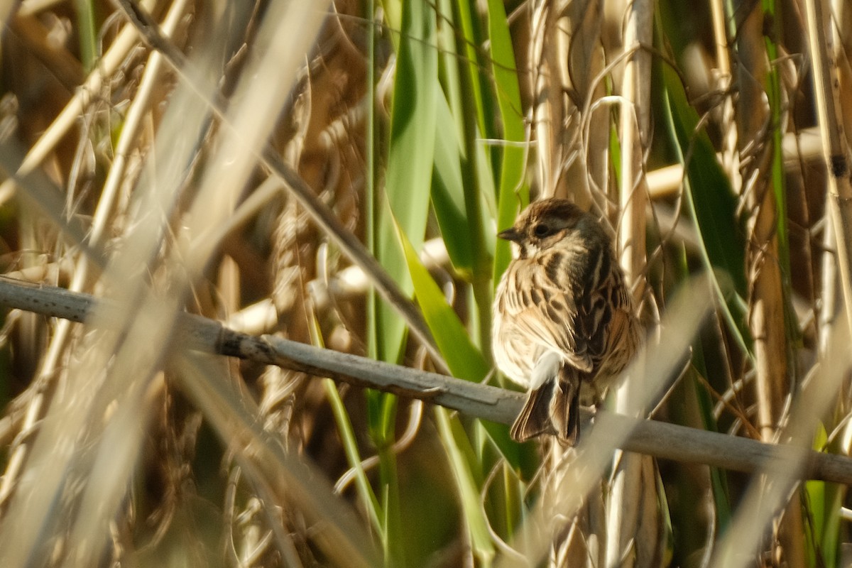 Reed Bunting - Devin Marshall