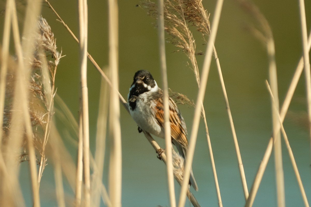 Reed Bunting - Devin Marshall