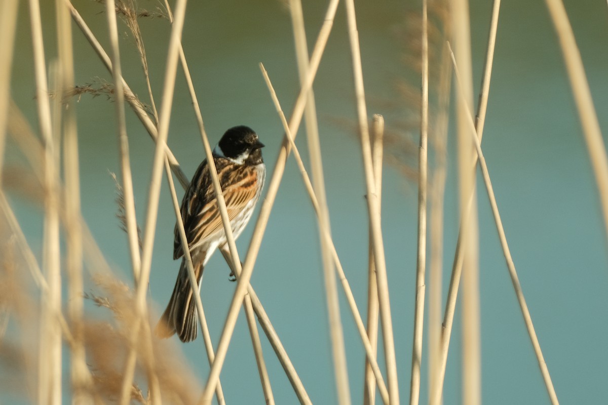 Reed Bunting - Devin Marshall