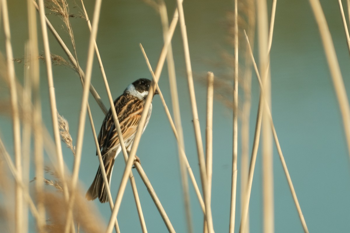 Reed Bunting - Devin Marshall