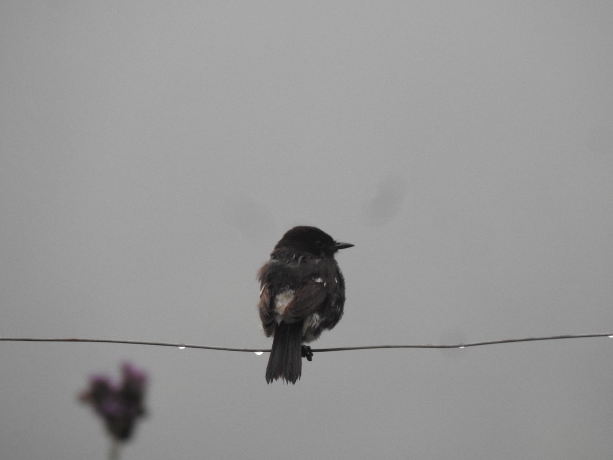 Pied Bushchat - Fayis T