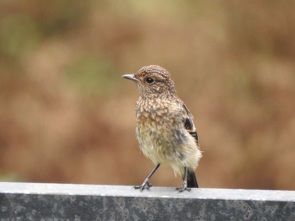 Pied Bushchat - Fayis T