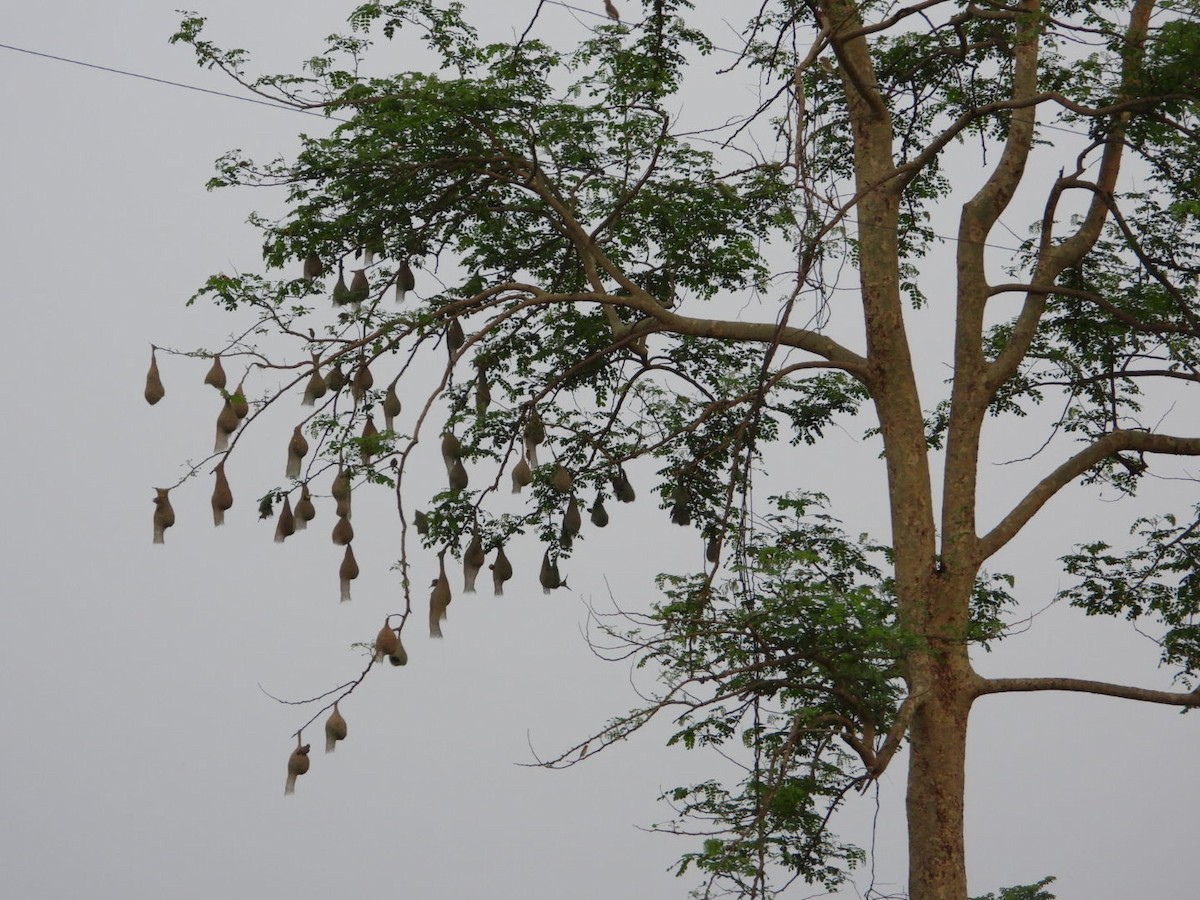 Baya Weaver - VANDANA MOON