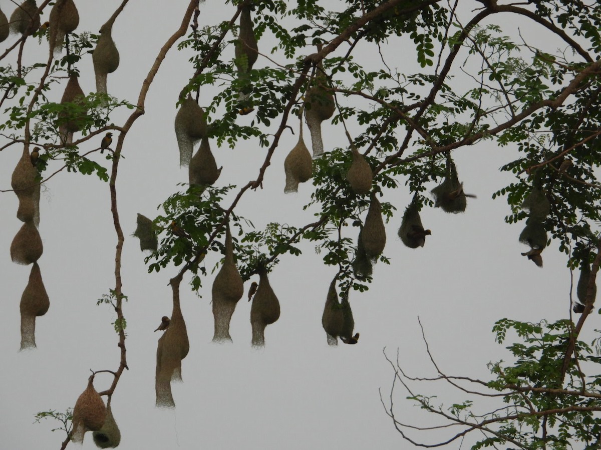 Baya Weaver - VANDANA MOON