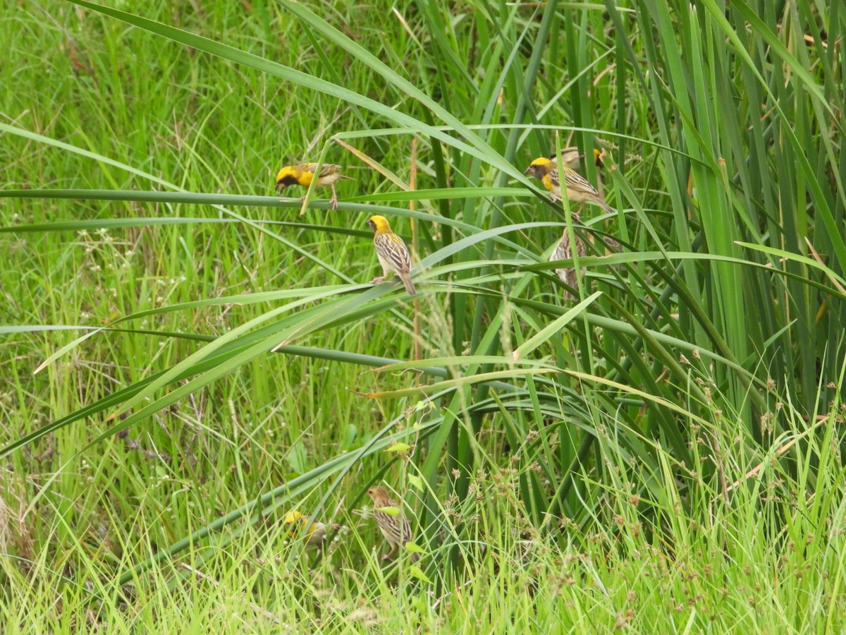 Baya Weaver - VANDANA MOON