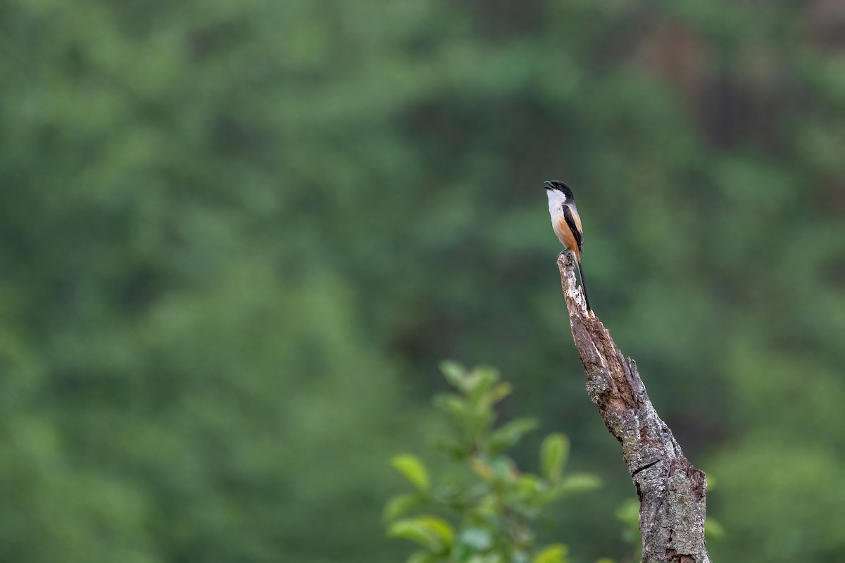 Long-tailed Shrike - Deepak Budhathoki 🦉