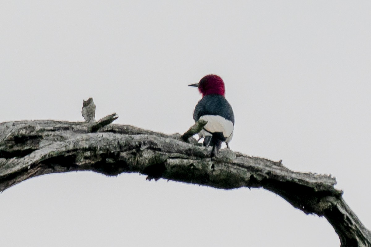 Red-headed Woodpecker - ML619489220