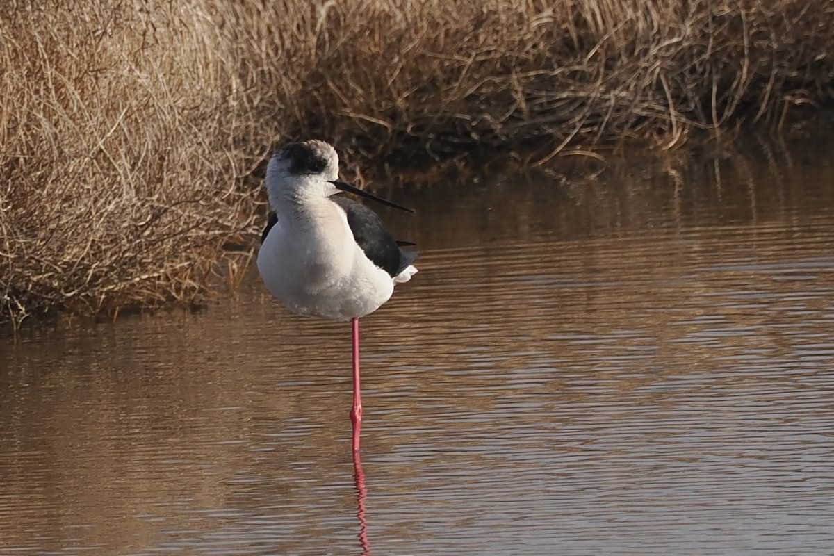 Black-winged Stilt - ML619489230