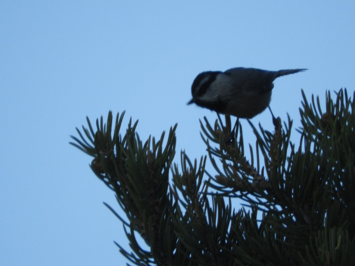 Mountain Chickadee - Thomas Bürgi