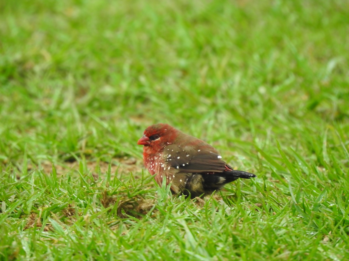 Red Avadavat - Fayis T