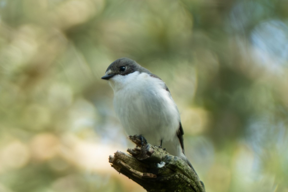 European Pied Flycatcher - ML619489236