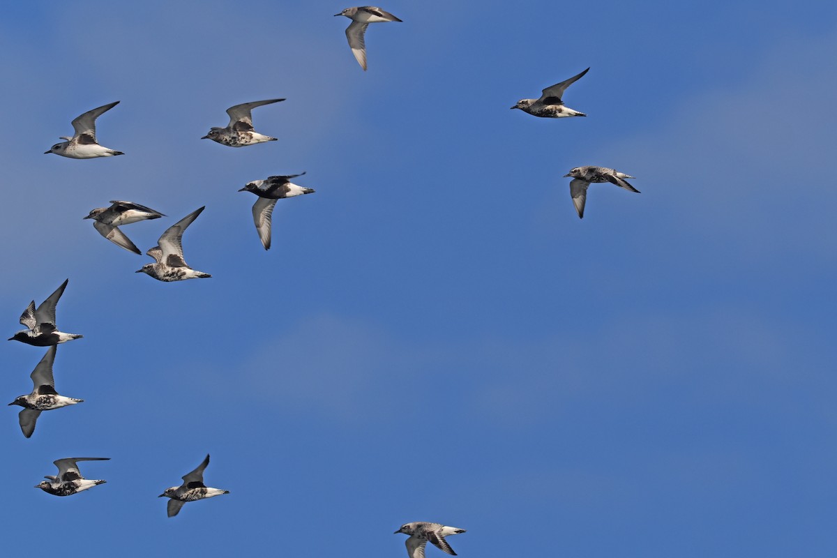 Black-bellied Plover - Donna Pomeroy