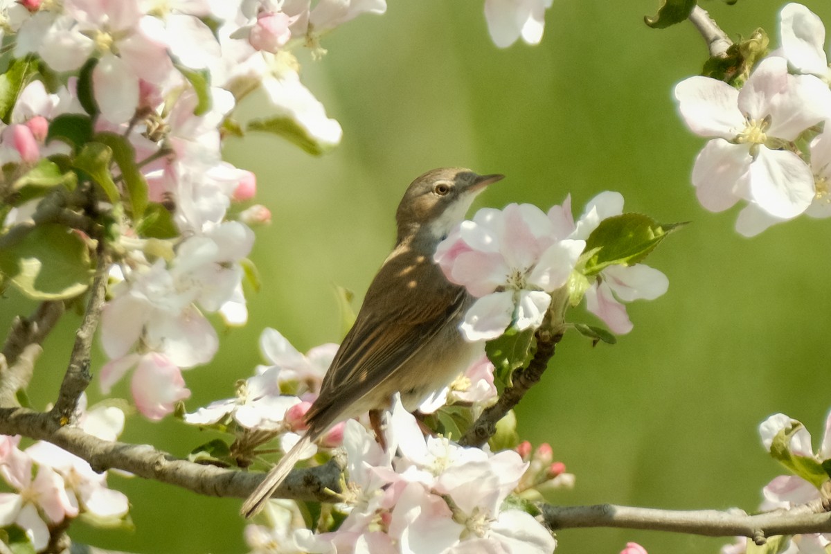 Greater Whitethroat - Devin Marshall