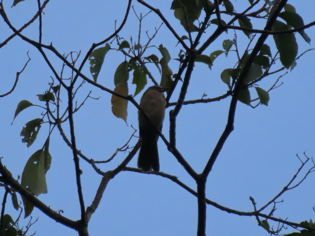 Buff-throated Saltator - Luis Teixeira