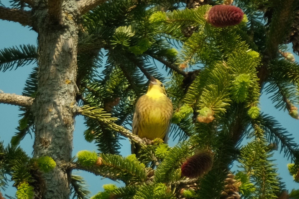 Yellowhammer - ML619489247