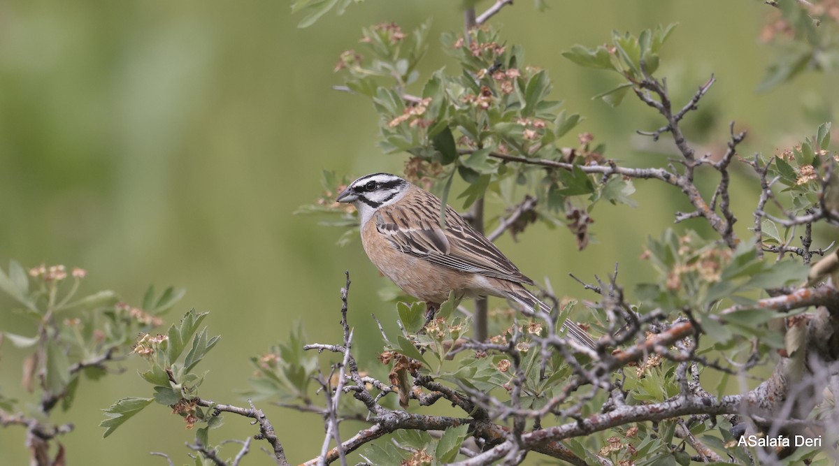 Rock Bunting - Fanis Theofanopoulos (ASalafa Deri)