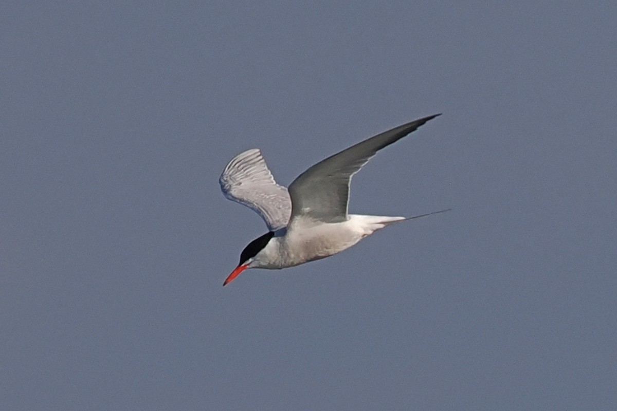 Common Tern - Donna Pomeroy