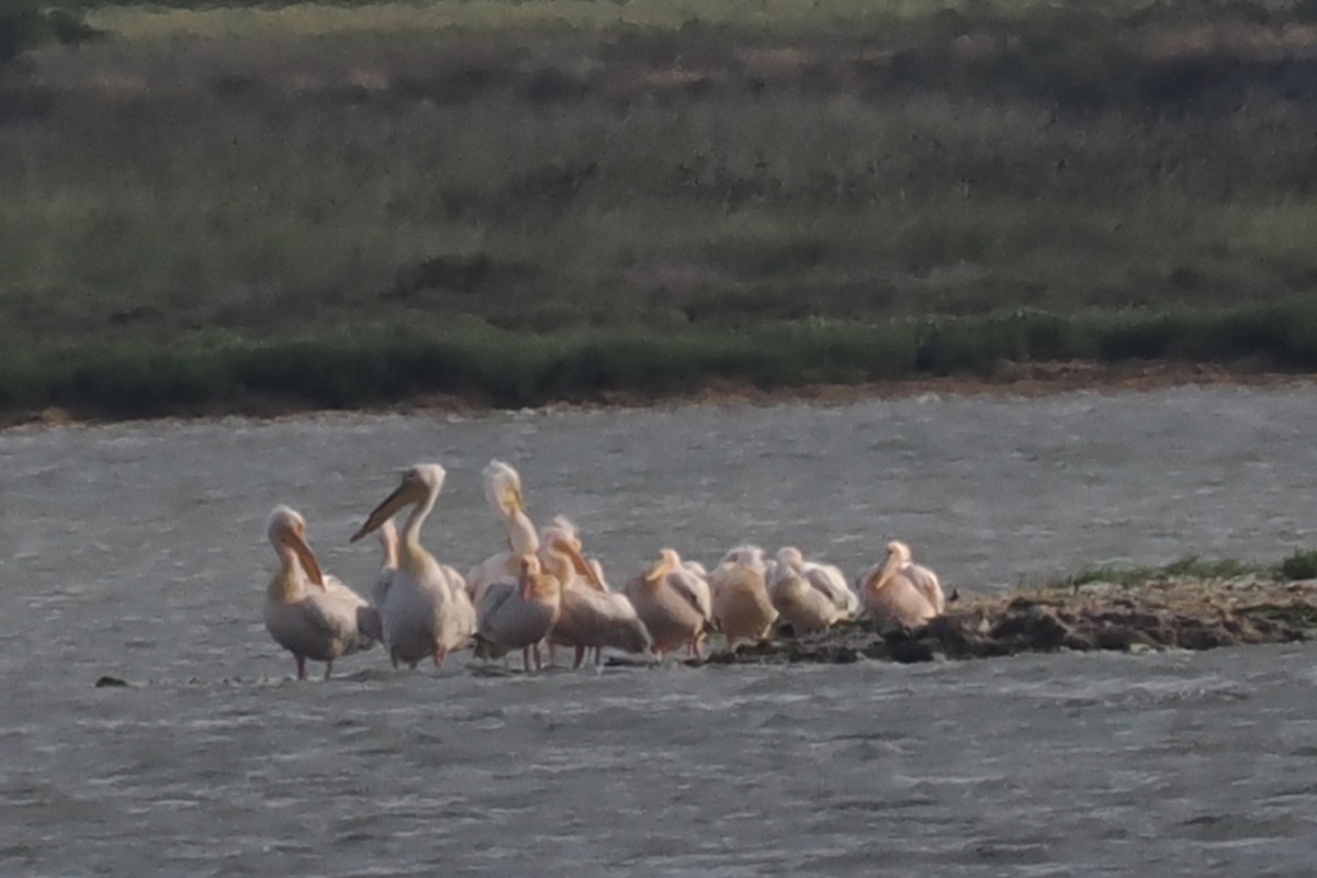 Great White Pelican - Donna Pomeroy