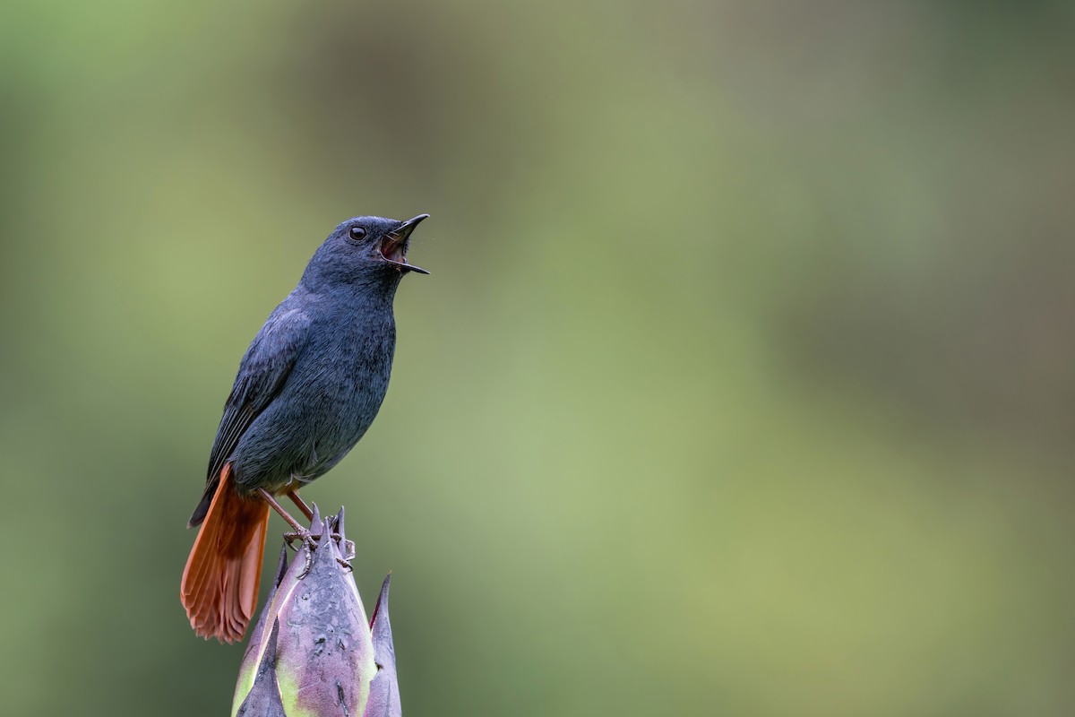 Plumbeous Redstart - Deepak Budhathoki 🦉