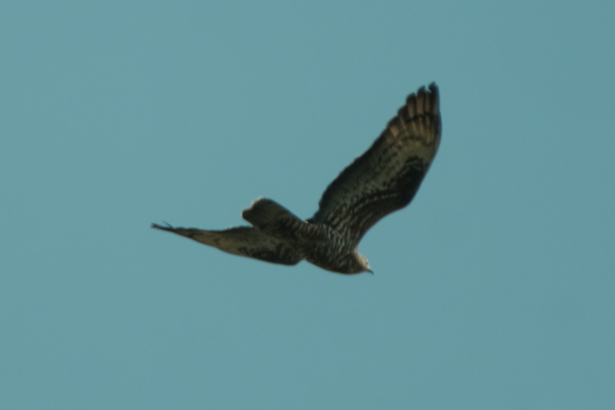 European Honey-buzzard - Devin Marshall