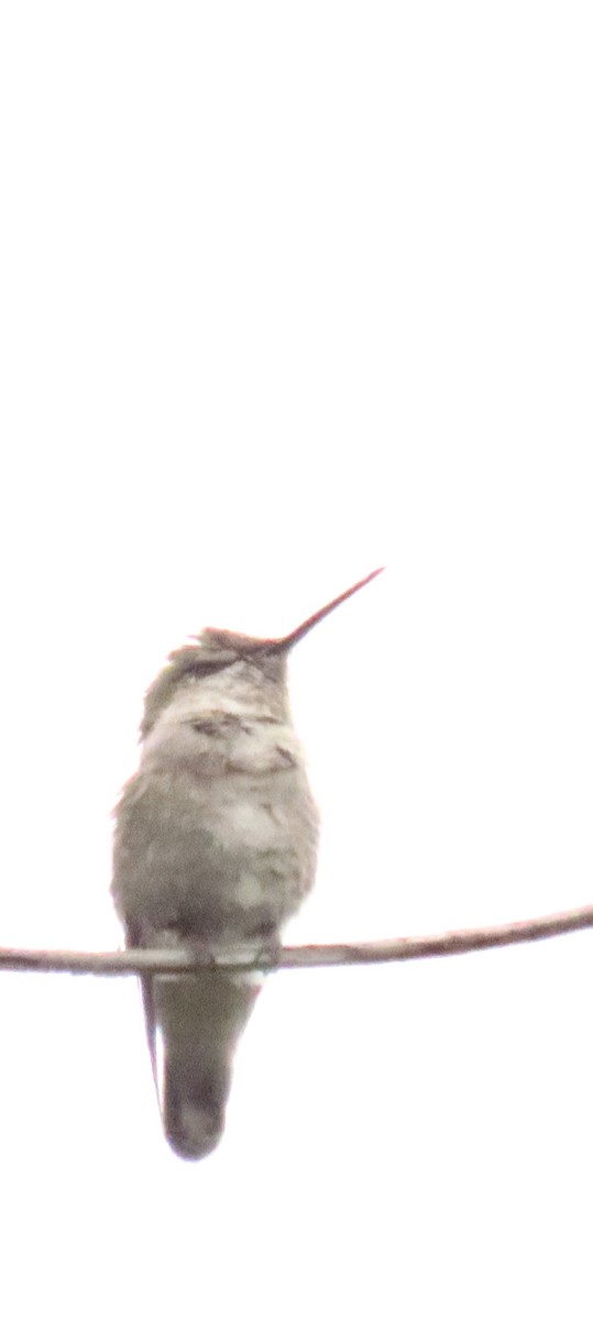 Anna's Hummingbird - Nancy Salem