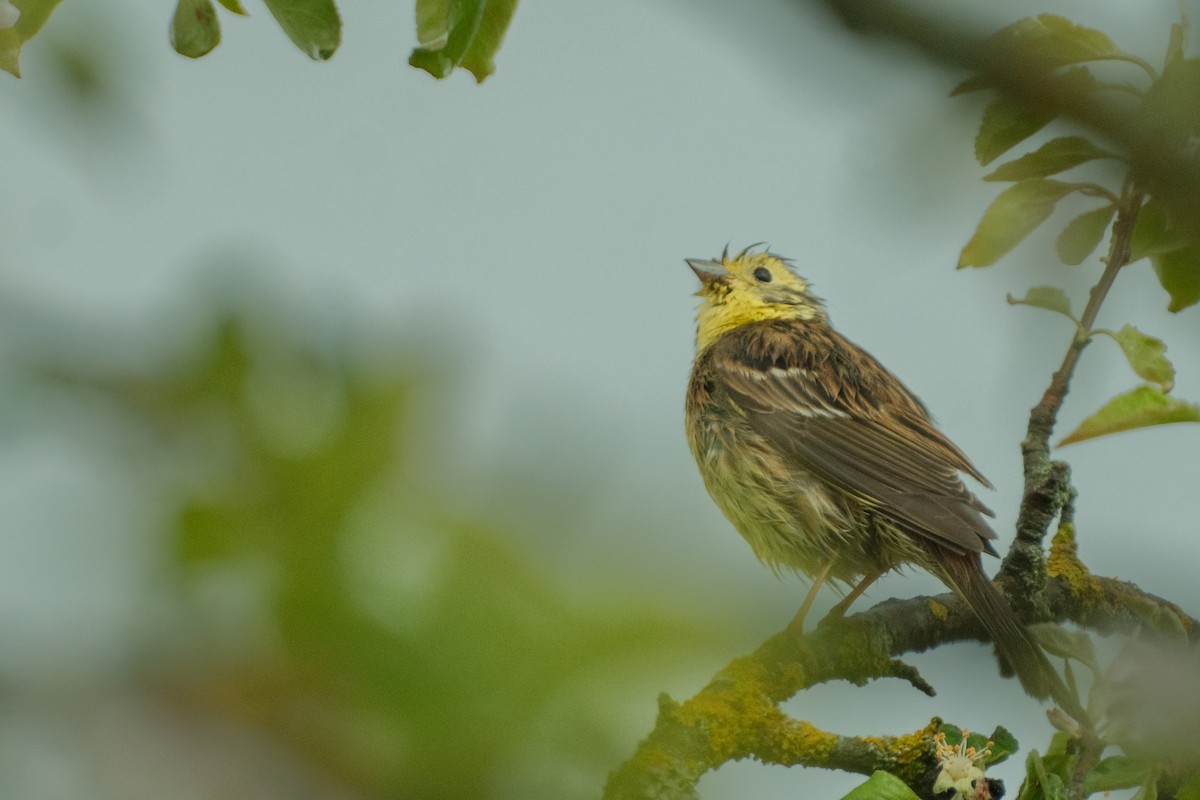 Yellowhammer - ML619489272