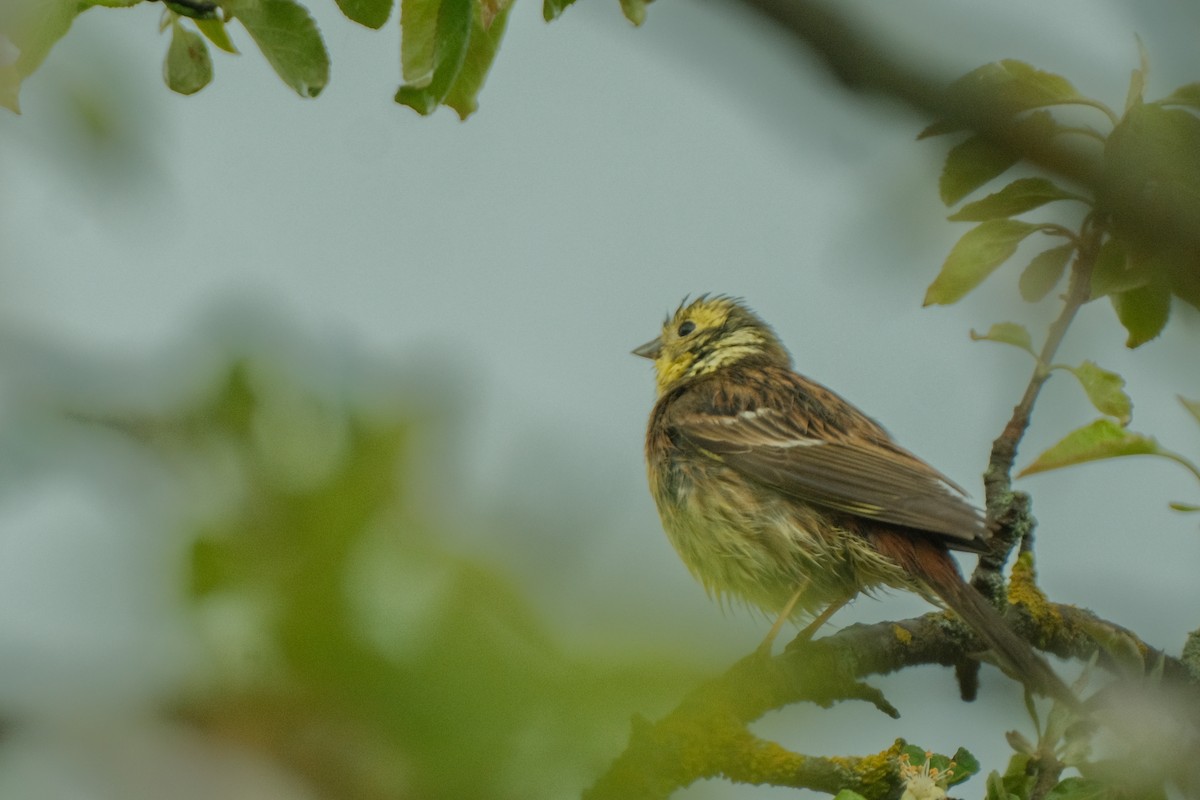 Yellowhammer - Devin Marshall