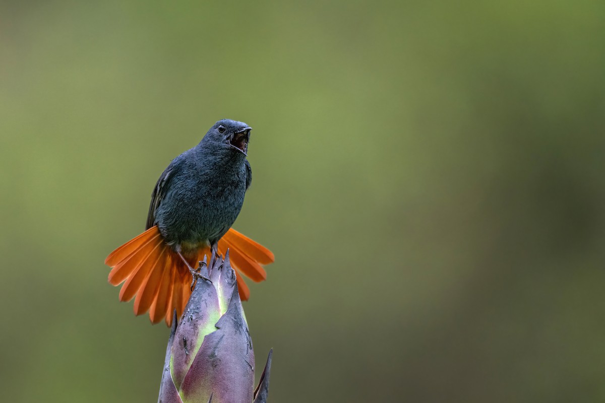 Plumbeous Redstart - Deepak Budhathoki 🦉