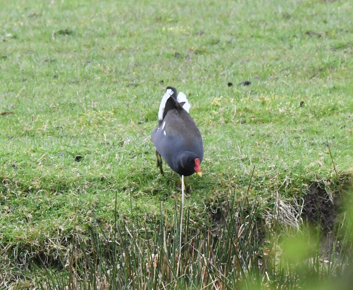 Eurasian Moorhen - A Emmerson