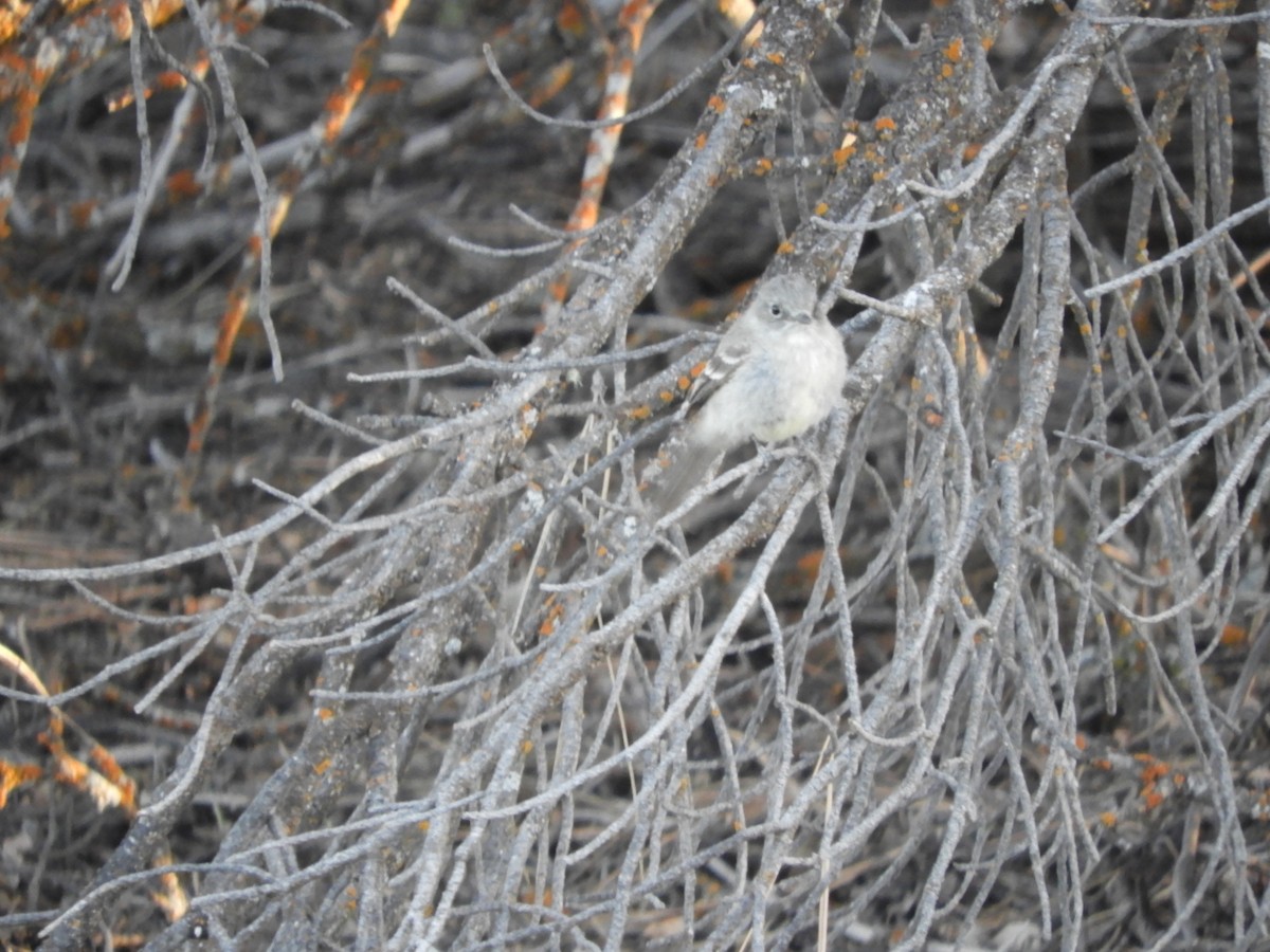 Gray Flycatcher - Thomas Bürgi