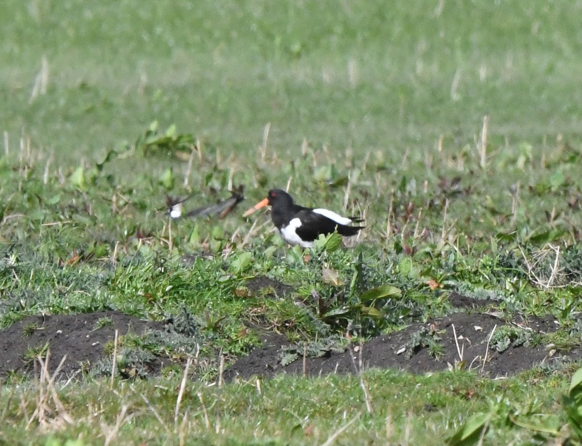 Eurasian Oystercatcher (Western) - A Emmerson