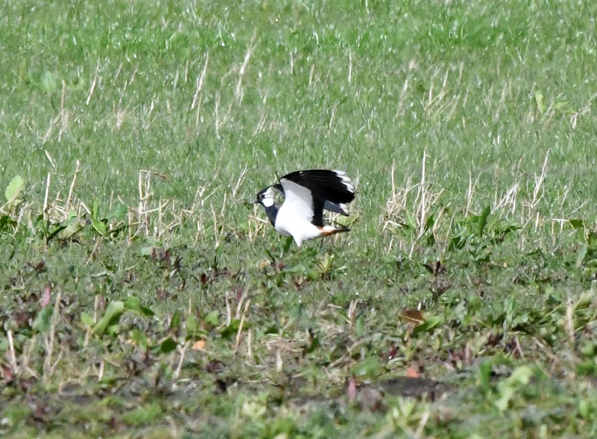 Northern Lapwing - A Emmerson