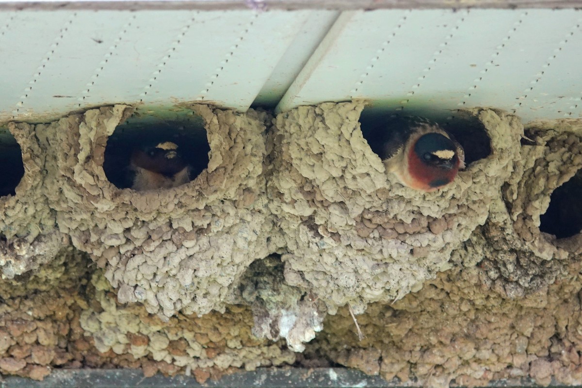 Cliff Swallow - Angela Vera