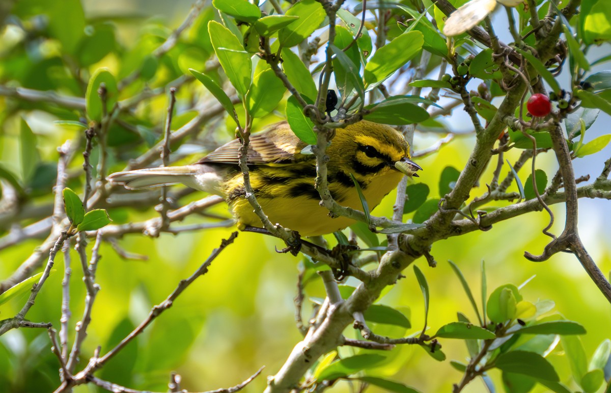 Prairie Warbler - Richard Moss