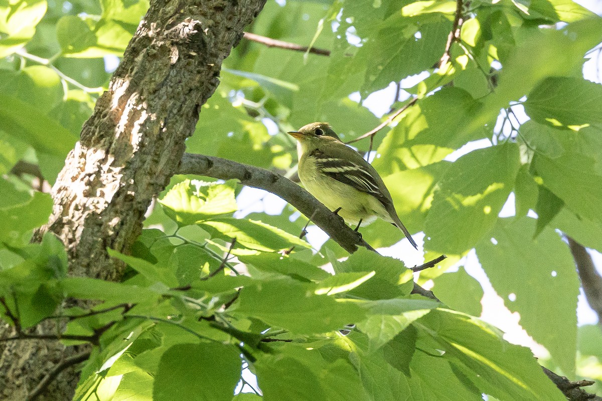 Empidonax sp. - Joey Reichhoff