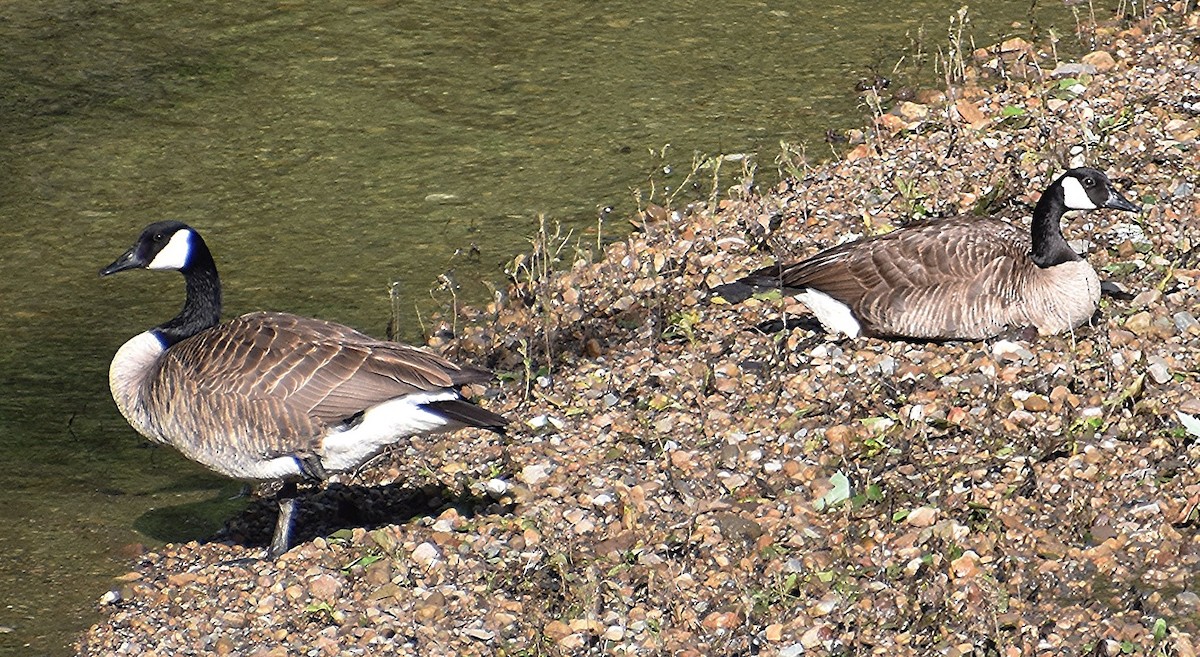 Canada Goose - Scott Jackson