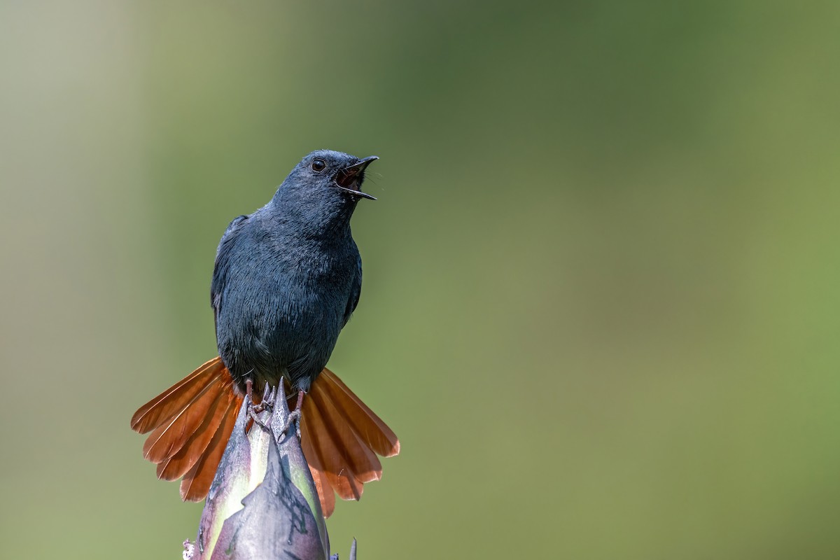 Plumbeous Redstart - Deepak Budhathoki 🦉