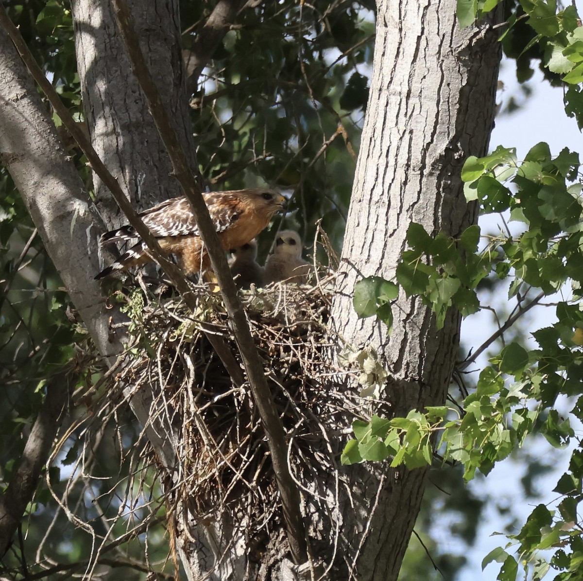 Red-shouldered Hawk - Tobias Felbeck