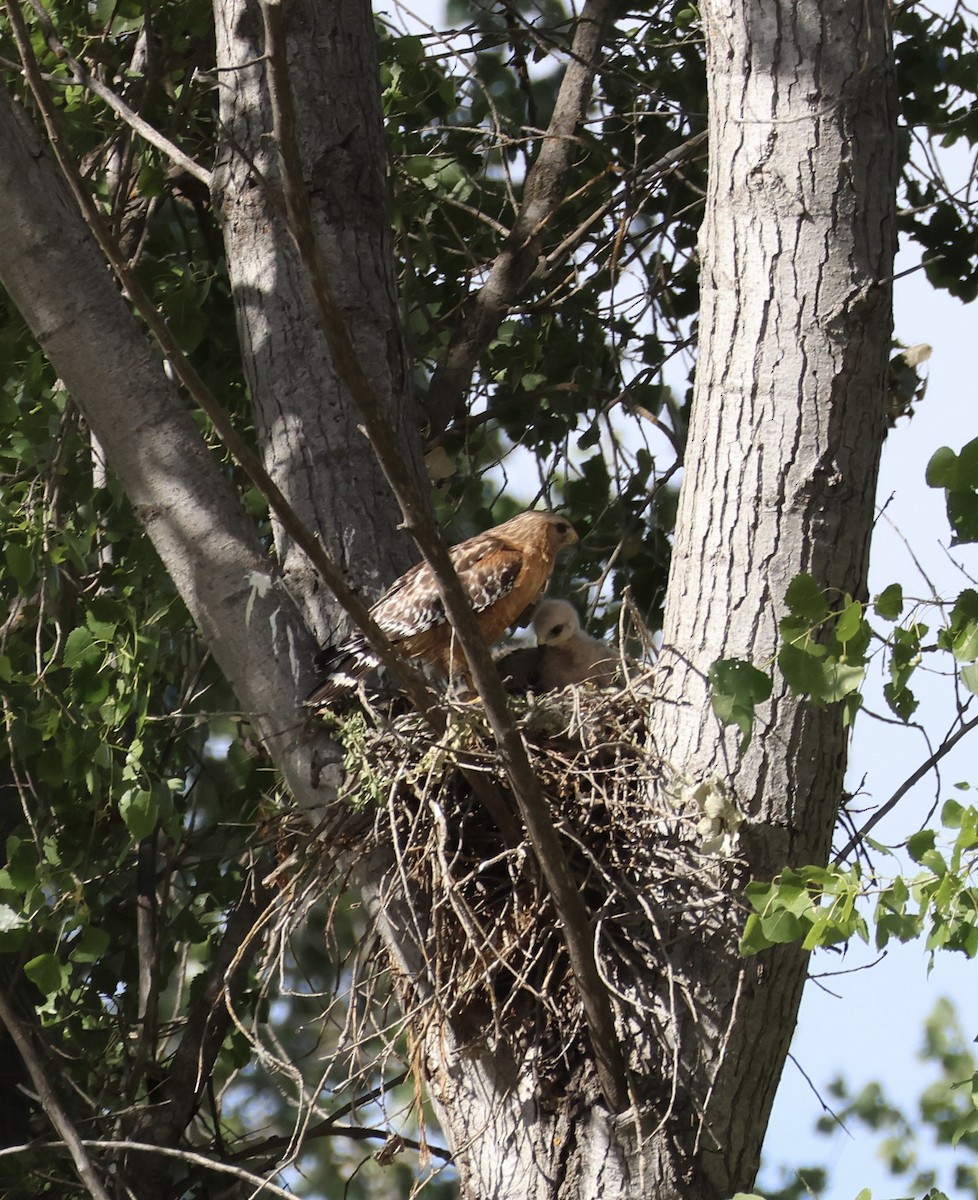 Red-shouldered Hawk - Tobias Felbeck