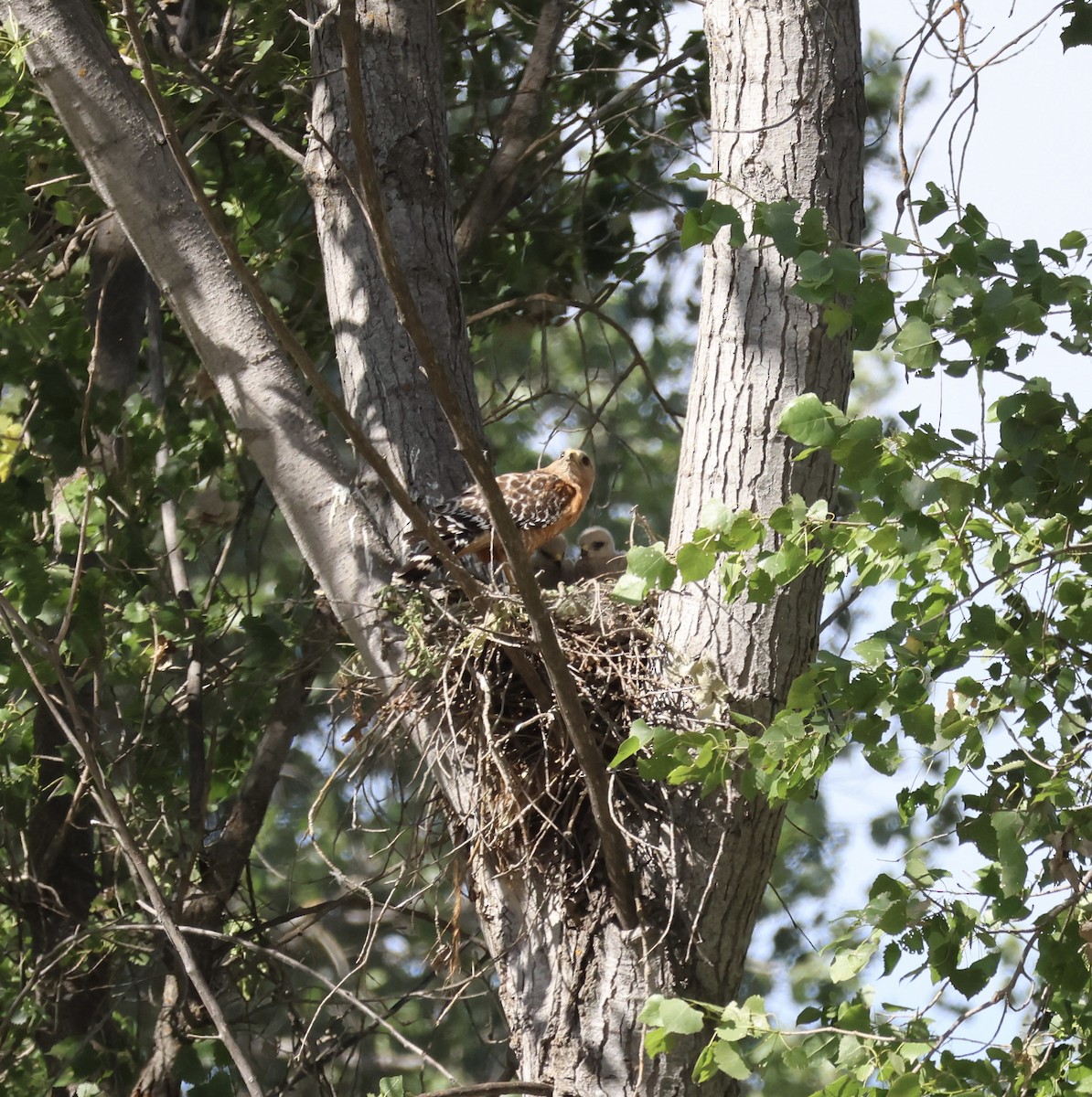 Red-shouldered Hawk - Tobias Felbeck