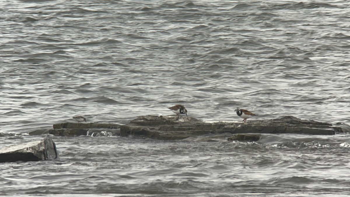 Ruddy Turnstone - Michael Bueckert