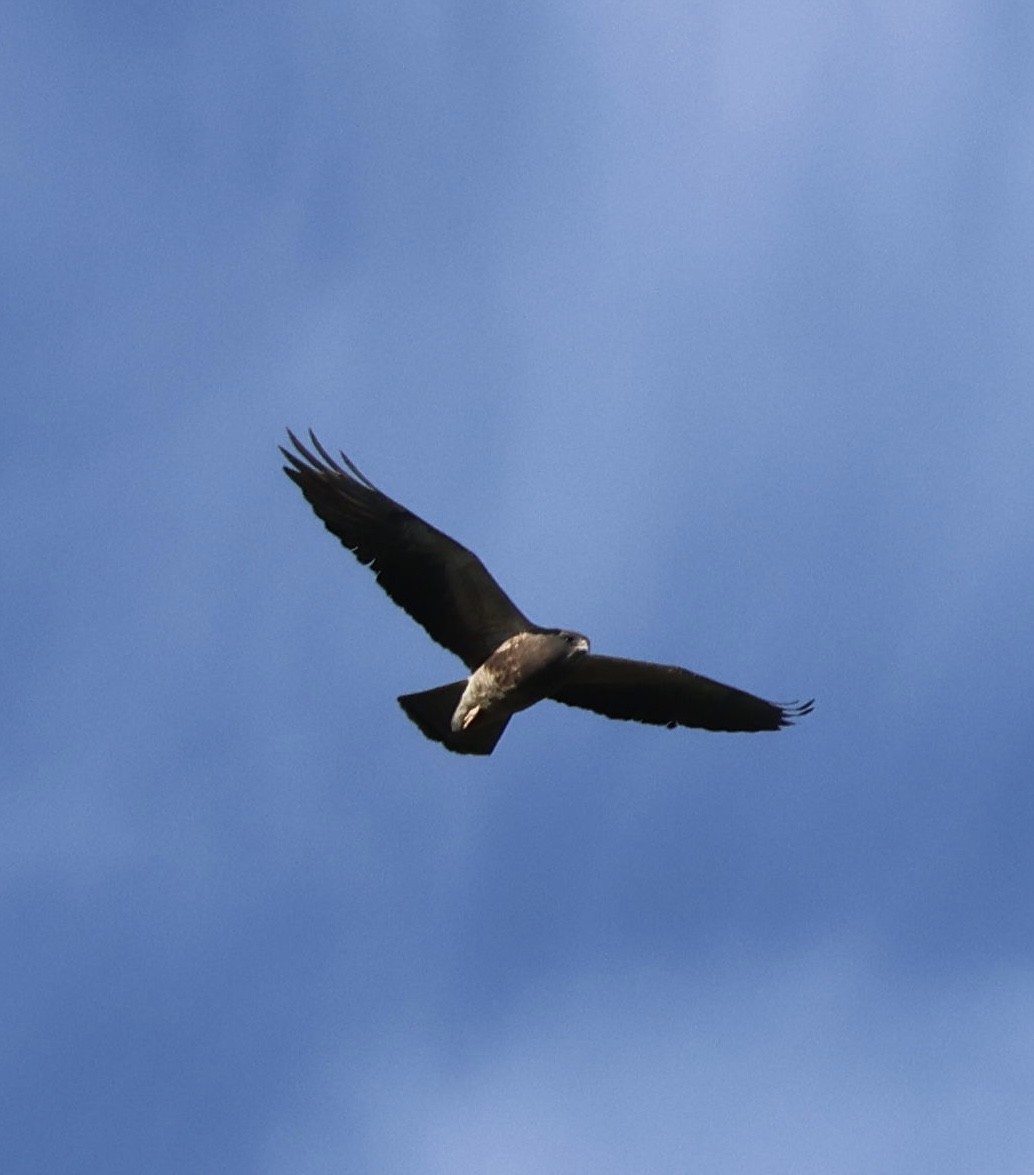 Swainson's Hawk - Tobias Felbeck