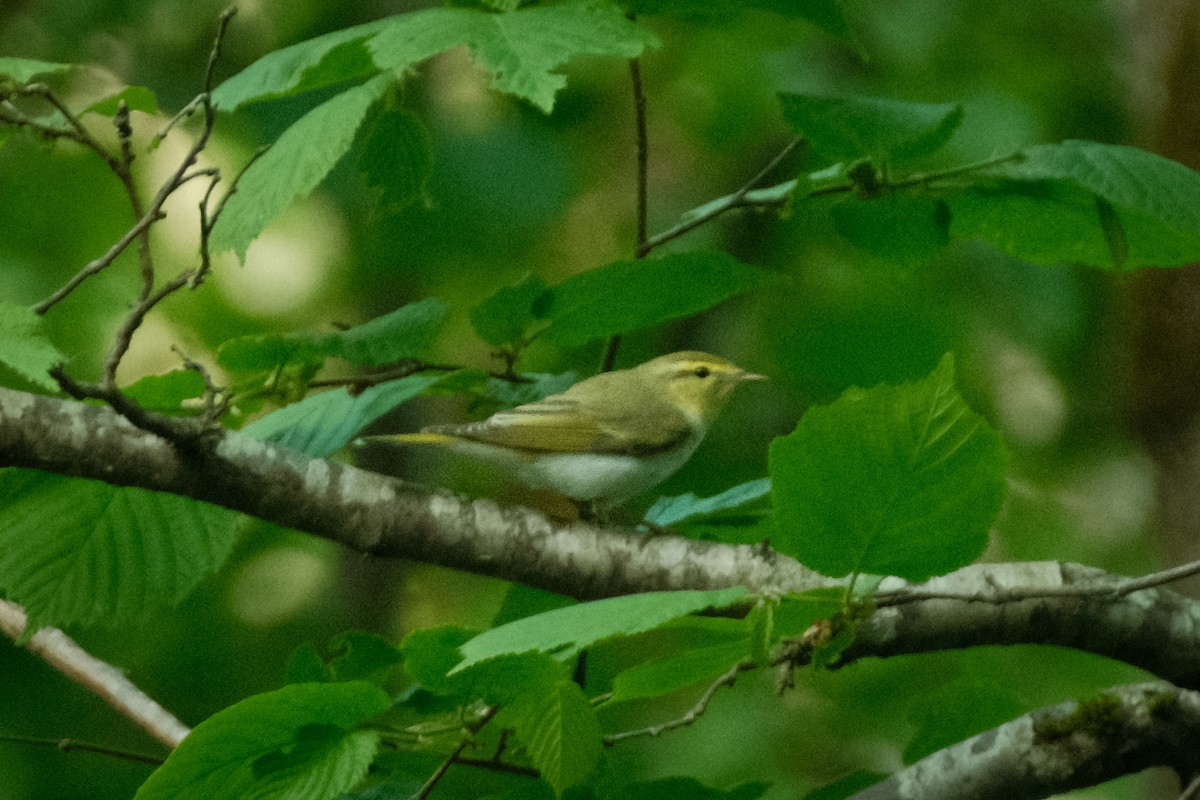 Wood Warbler - Devin Marshall