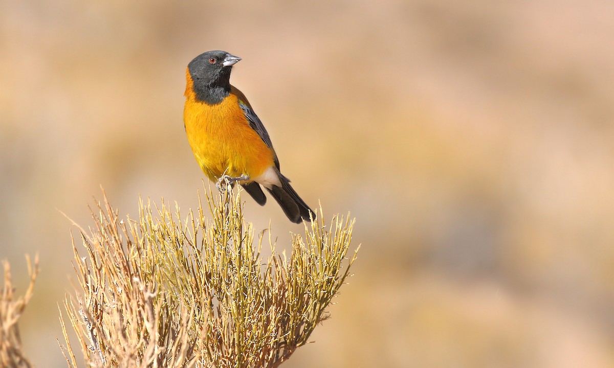 Black-hooded Sierra Finch - ML619489356