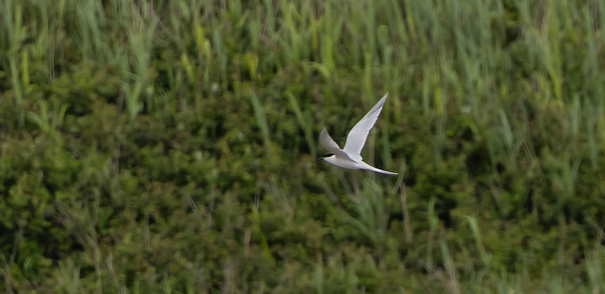 Roseate Tern - Brian Small